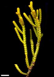 Veronica hectorii subsp. demissa. Sprig. Scale = 10 mm.
 Image: M.J. Bayly & A.V. Kellow © Te Papa CC-BY-NC 3.0 NZ